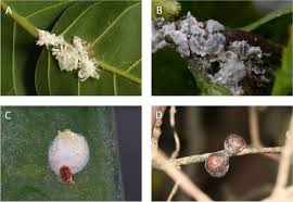 Attēlu rezultāti vaicājumam “Aphrophoridae imago”