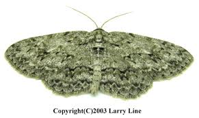 Attēlu rezultāti vaicājumam “Ectropis crepuscularia”