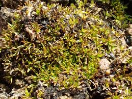 Attēlu rezultāti vaicājumam “Aloina rigida”