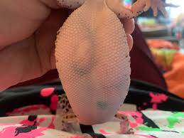 Image result for gravidity leopard gecko