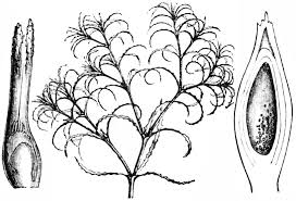 Attēlu rezultāti vaicājumam “Najas minor”