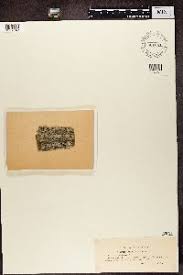 Attēlu rezultāti vaicājumam “Megalaria grossa”