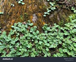 Attēlu rezultāti vaicājumam “Conocephalum”