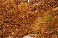 Attēlu rezultāti vaicājumam “Sphagnum austinii”