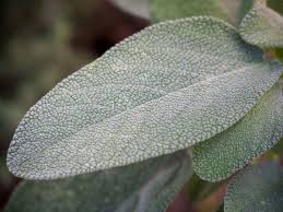 Image result for Salbei