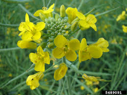 Attēlu rezultāti vaicājumam “Brassica napus”