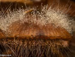 Attēlu rezultāti vaicājumam “Spinellus fusiger”