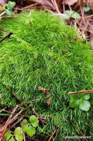 Attēlu rezultāti vaicājumam “Dicranum montanum sporophyte”