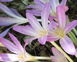 Attēlu rezultāti vaicājumam “Colchicum szovitsii subsp. szovitsii flower”