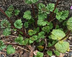 Attēlu rezultāti vaicājumam “Lamium amplexicaule”