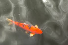 Image result for Cyprinus rubrofuscus