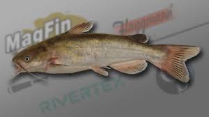 Image result for Ameiurus catus