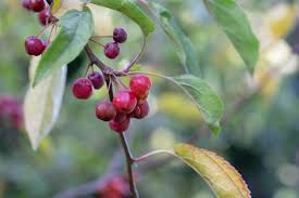 Attēlu rezultāti vaicājumam “Malus baccata fruit”