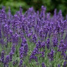Attēlu rezultāti vaicājumam “Lavandula angustifolia”