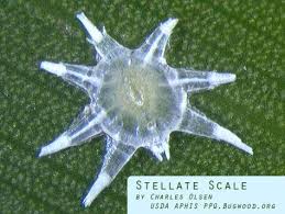 Attēlu rezultāti vaicājumam “Skeletocutis stellae”