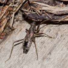 Attēlu rezultāti vaicājumam “Himacerus apterus”