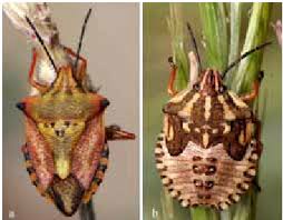 Attēlu rezultāti vaicājumam “Carpocoris purpureipennis”