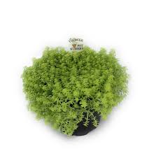 Image result for Sedum acre