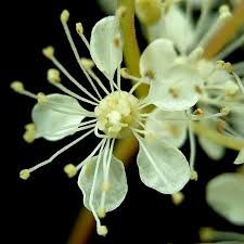 Attēlu rezultāti vaicājumam “Filipendula ulmaria  flower”