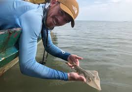 Image result for Glaucostegus cemiculus