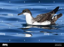 Image result for Puffinus gravis