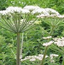 Image result for Angelica archangelica