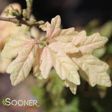 Attēlu rezultāti vaicājumam “Acer campestre leaf”