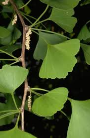 Attēlu rezultāti vaicājumam “Ginkgo biloba male flower”