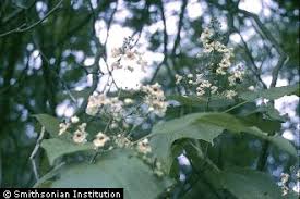 Attēlu rezultāti vaicājumam “Catalpa ovata”