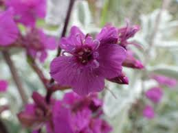 Image result for Pechnelke