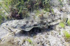 Image result for Platycephalus speculator