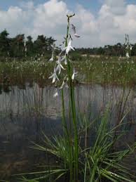 Attēlu rezultāti vaicājumam “Lobelia dortmanna”