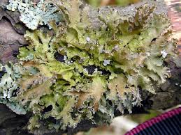 Attēlu rezultāti vaicājumam “Tuckermannopsis chlorophylla”