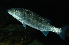 Image result for Dicentrarchus labrax