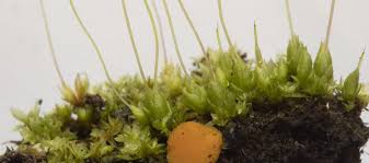 Attēlu rezultāti vaicājumam “Octosporella jungermanniarum”