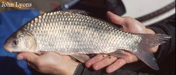 Image result for Carpiodes carpio