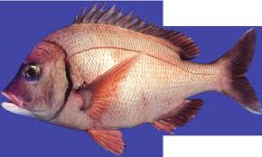 Image result for Chrysoblephus cristiceps