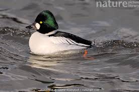 Attēlu rezultāti vaicājumam “Bucephala clangula”