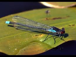 Attēlu rezultāti vaicājumam “Erythromma najas”