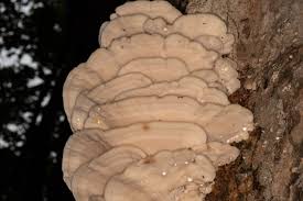 Attēlu rezultāti vaicājumam “Climacodon septentrionalis”