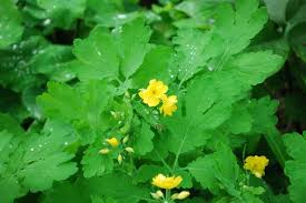 Attēlu rezultāti vaicājumam “Chelidonium majus flower”