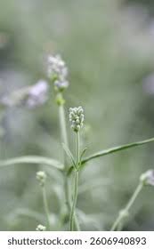 Attēlu rezultāti vaicājumam “Lavandula angustifolia bud”