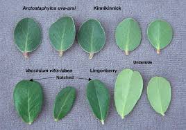 Attēlu rezultāti vaicājumam “Vaccinium vitis-idaea”