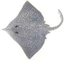 Image result for Rostroraja alba