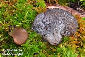 Attēlu rezultāti vaicājumam “Pseudohydnum gelatinosum”