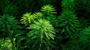 「粉綠狐尾藻」的圖片搜尋結果