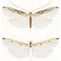 Attēlu rezultāti vaicājumam “Elachistidae”