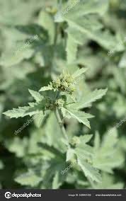 Attēlu rezultāti vaicājumam “Alcea rosea bud”