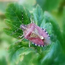 Attēlu rezultāti vaicājumam “Dolycoris baccarum”