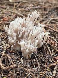 Attēlu rezultāti vaicājumam “Clavulina coralloides”